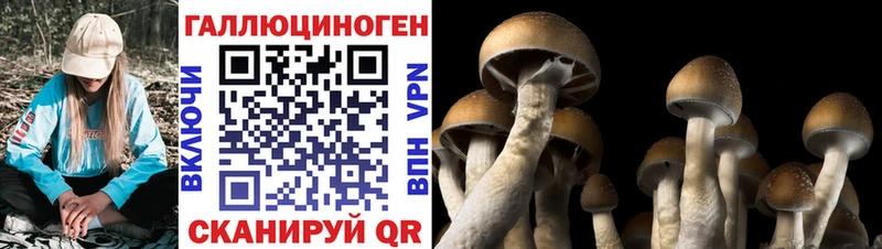 Галлюциногенные грибы Psilocybine cubensis  Снежинск 